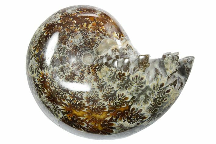 Polished Ammonite (Phylloceras) Fossil - Madagascar #349828
